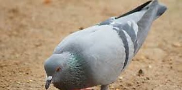 Palomas una plaga en las ciudades qu enfermedades transmiten