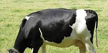 Para frenar el cambio climtico urge hacer cambios en la dieta y el uso de las tierras