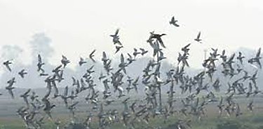 Panam inundado de aves migratorias