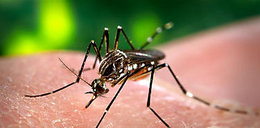 Dengue ms all del Aedes Aegypti