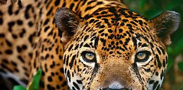 Avances en la investigacin cientfica y conservacin del jaguar en Panam
