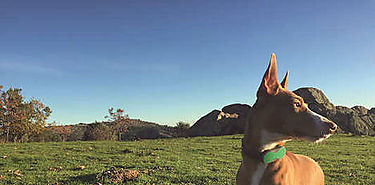 Aprende a calcular la edad humana de tu amigo fiel cuntos aos tiene tu perro