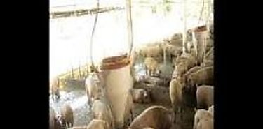 Investigadores reclaman medidas con base cientfica ante la peste porcina africana