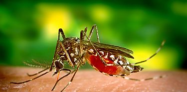 Semana de Accin Contra los Mosquitos