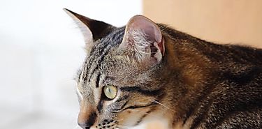 Como enamorar a tu gato