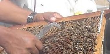 La miel es el alimento que puedes guardar por aos