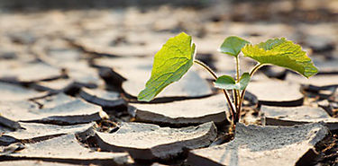 No todas las plantas superaran el cambio climtico 