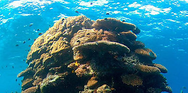 Uso de fungicidas afecta funcionamiento de sistemas acuticos