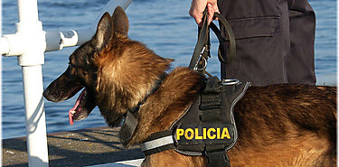 Descubren que ms de un 70 de los perros sufre de problemas de salud mental