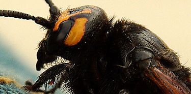 Encuentran en Costa Rica una especie de abeja que evolucion para comer carne