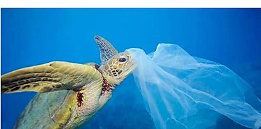 Da Mundial de los Ocanos