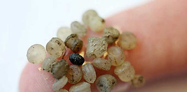 Registran nivel ms alto de microplsticos en el fondo marino