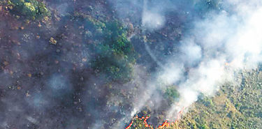 La selva amaznica se convierte en un importante emisor de dixido de carbono
