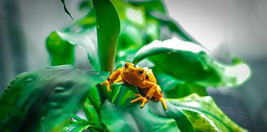 Panam es un Hot Spot de biodiversidad