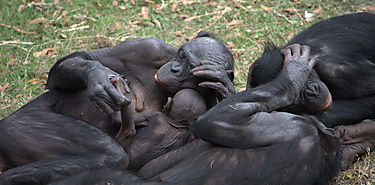 Sexo como cooperacin