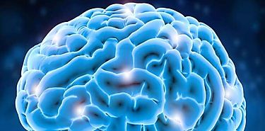 Cerebro humano sigue su construccin despus de nacer