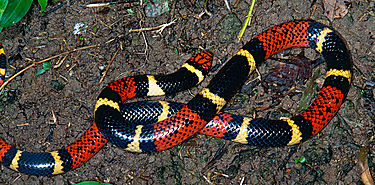 Prdida de serpientes en ecosistema panameo