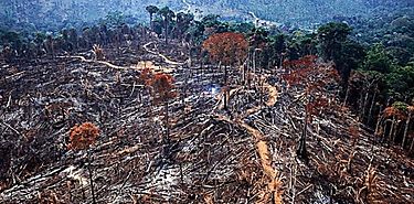 Amazonia brasilea registra en octubre mayor deforestacin en aos