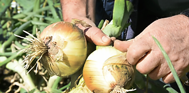 Alimentos para una prevencin de la resistencia antimicrobiana