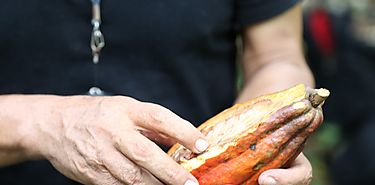 Da Mundial del Cacao