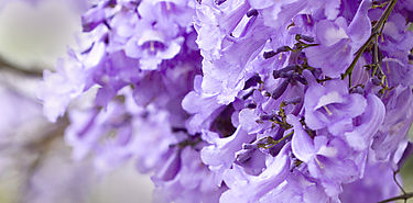 As es el Very Peri el color del ao 2022