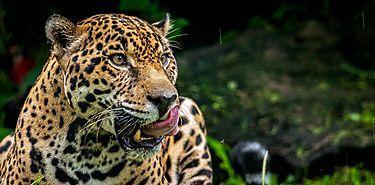 Cmo pueden humanos y jaguares coexistir