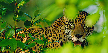 Prdida de hbitats naturales conduce a mamferos a su extincin