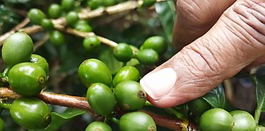 Experto advierte que El Nio impactar en produccin de caf