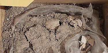 Hallan en Mxico un huevo fsil de flamenco del Pleistoceno