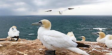 Activan protocolos sanitarios en Galpagos por aves enfermas