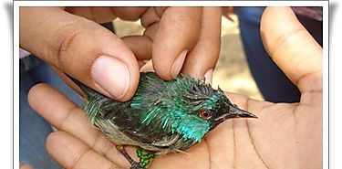 Los insecticidas amenazan la supervivencia de las aves silvestres