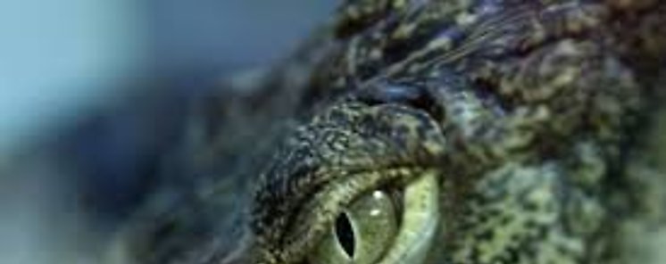 Sabas que cocodrilos y serpientes podran reemplazar al pescado los viernes de Cuaresma