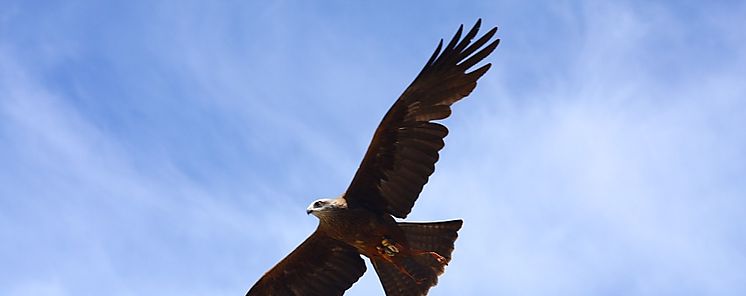 Una de cada cuatro aves desaparece en Norteamrica desde 1970