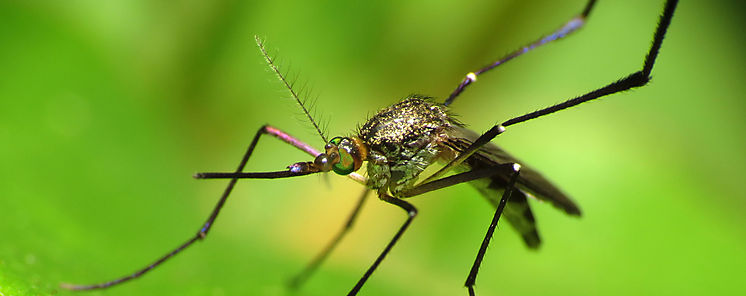 Cambio climtico y transmisin de la malaria