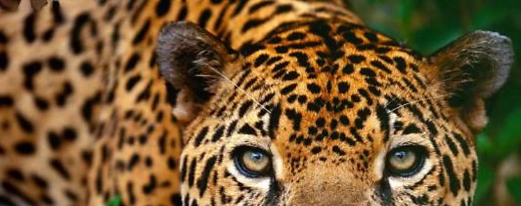 Panam defiende programas de conservacin de felinos