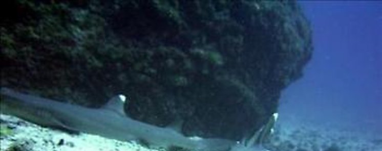 Cada ao mueren 80 millones de tiburones por accin humana