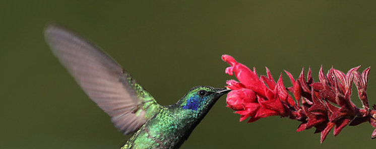 Eres alondra bho o colibr