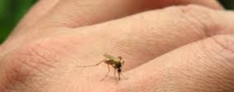 Hallan forma para reducir frecuencia de picaduras de mosquitos