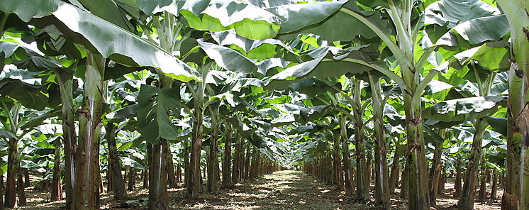 Gobierno ultima acuerdo para reactivar produccin bananera en Bar 