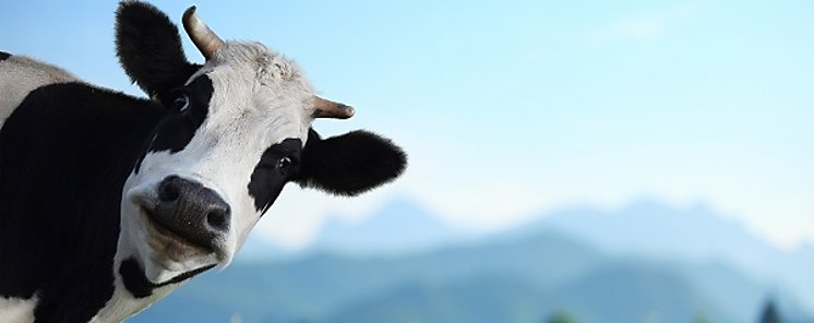 Produccin de leche verde la clave de sustentabilidad pecuaria