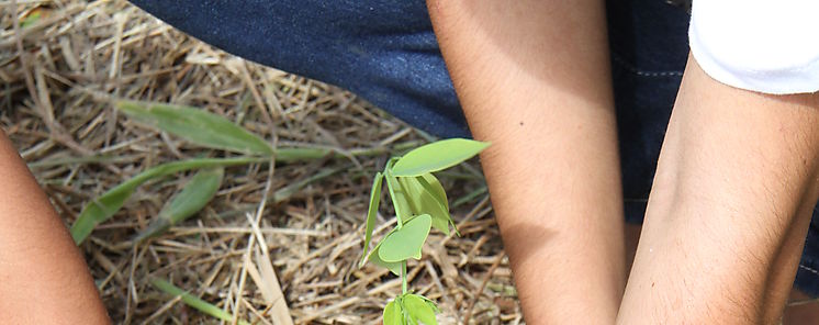 Gas Natural Fenosa cierra Plan Anual de Reforestacin