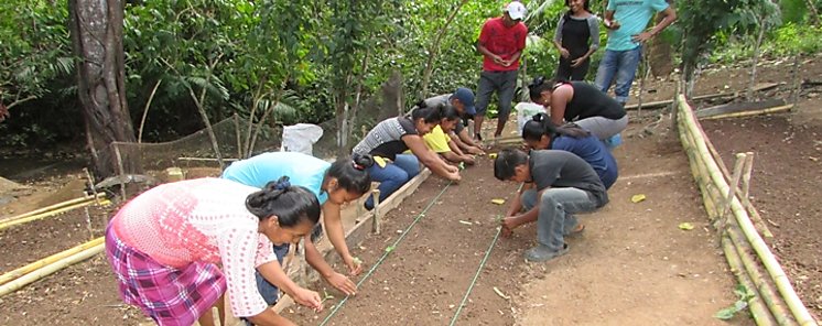 Redes Territoriales adopta proyecto de Agroforestera en la provincia de Cocl