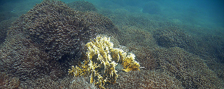 Los arrecifes de coral reducen los daos causados por las inundaciones