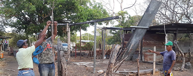 Captura de murcilagos hematfagos en fincas de Cocl