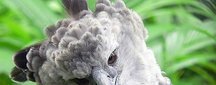 Proteger la biodiversidad es crucial en lucha contra el hambre