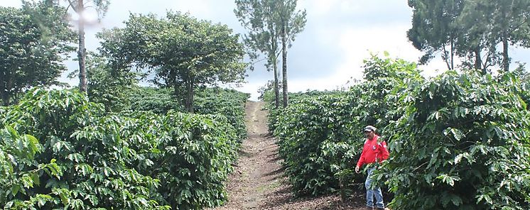 Mejoran atencin a indgenas que laboran en cafetales 