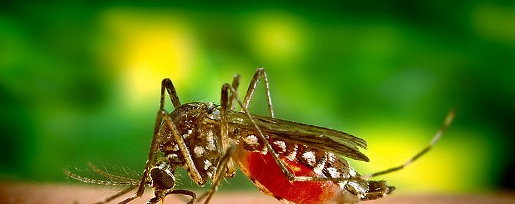 Los mosquitos no transmiten el coronavirus