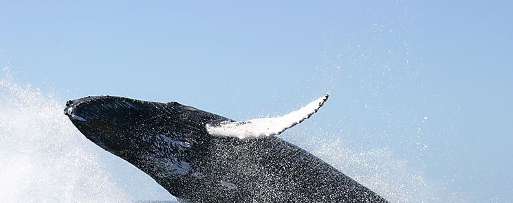 Aumenta declive de especies de animales migratorios del mundo