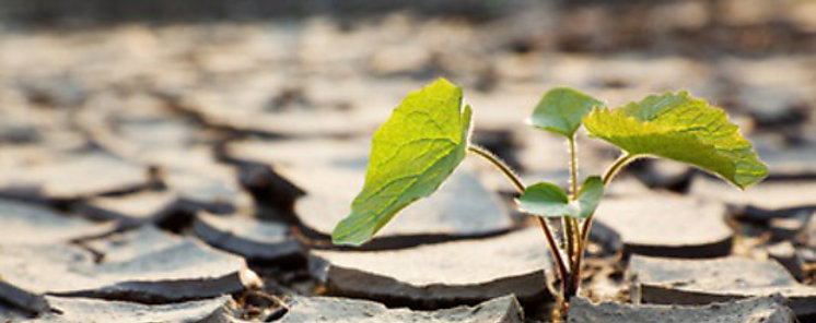 No todas las plantas superaran el cambio climtico 