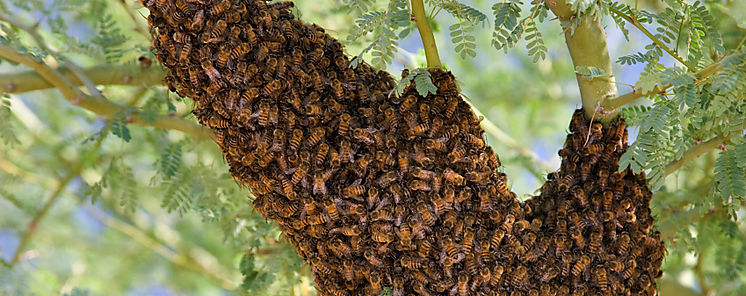 Bomberos atienden ms de 90 casos de abejas africanas en Carnavales 